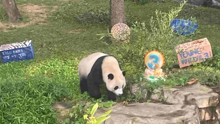 Regresarán a China los últimos pandas gigantes que viven en EU